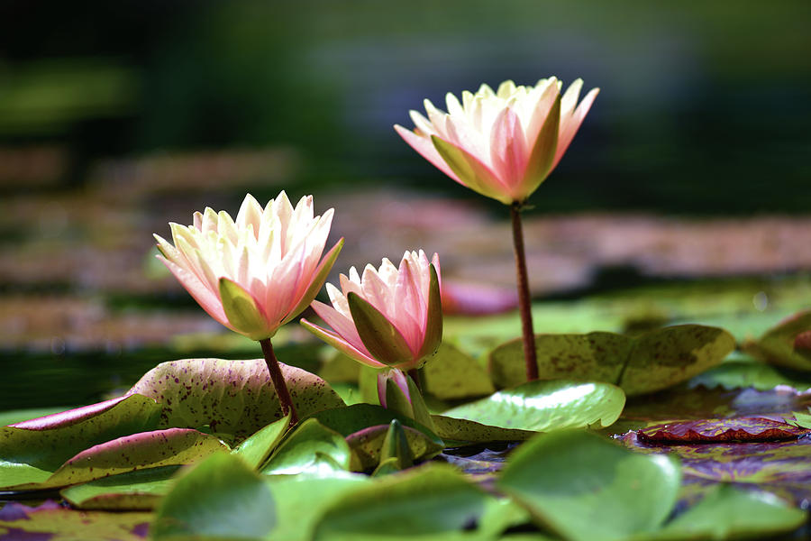 Pink water lilies II Photograph by Douglas Pike