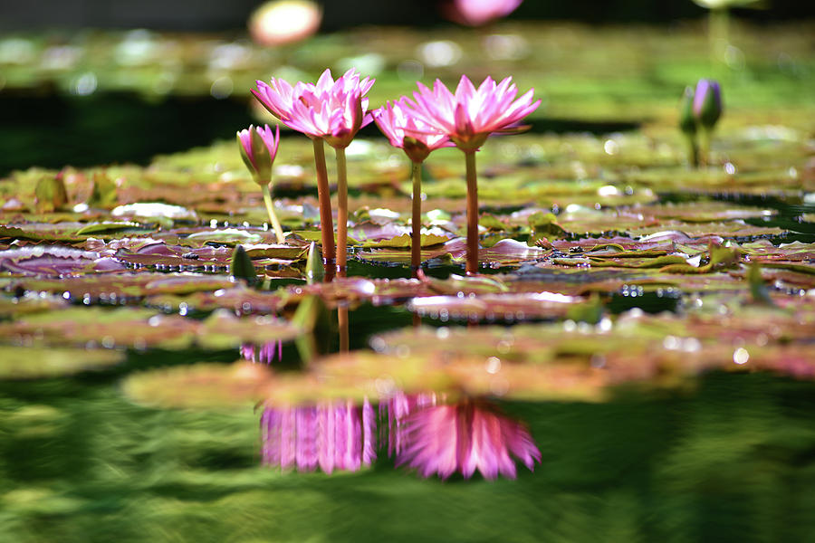 Pink water lilies III Photograph by Douglas Pike