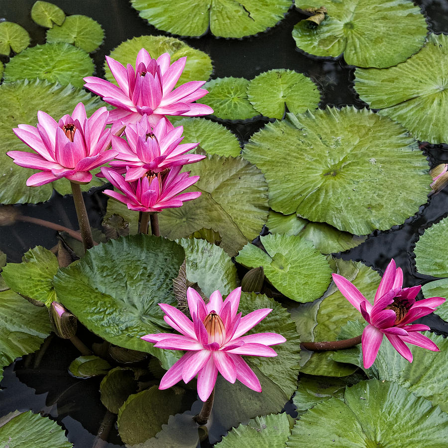 Pink Water Lilies IMG6378 Photograph by Greg Kluempers