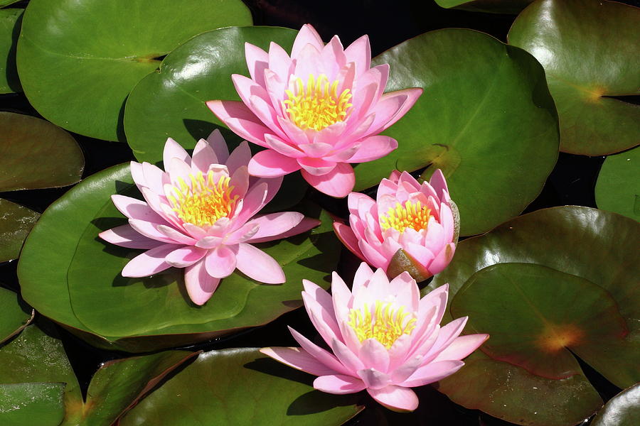 Pink Water Lilies Photograph by Lou Ford