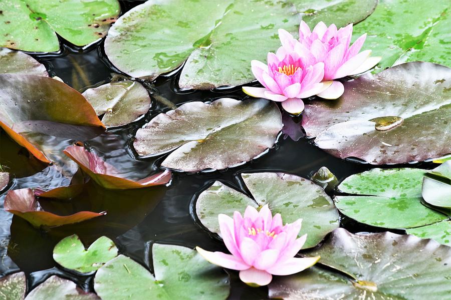 Pink Photograph - Pink Water Lilies by Mary Ann Artz