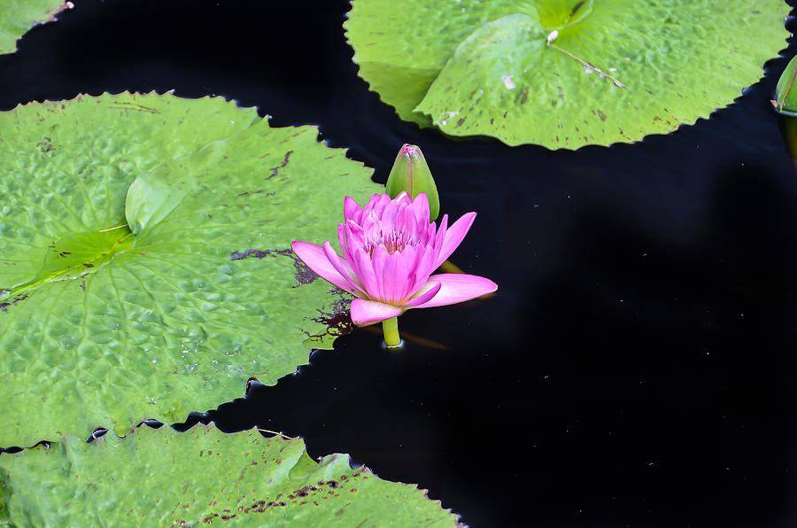 Pink Water Lily Photograph by Oswald George Addison