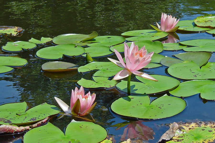 Pink Water Lilies Photograph by Suzanne Gaff