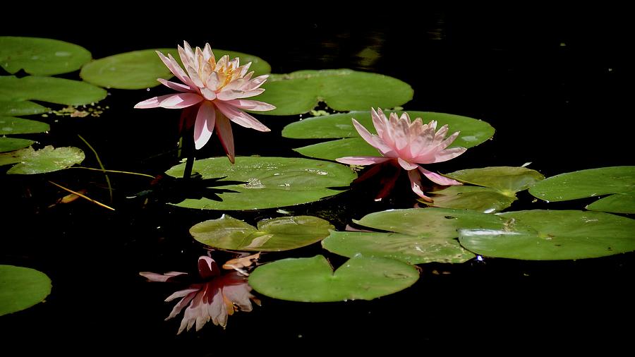 Pink Water Lillies Photograph by Carol Bradley