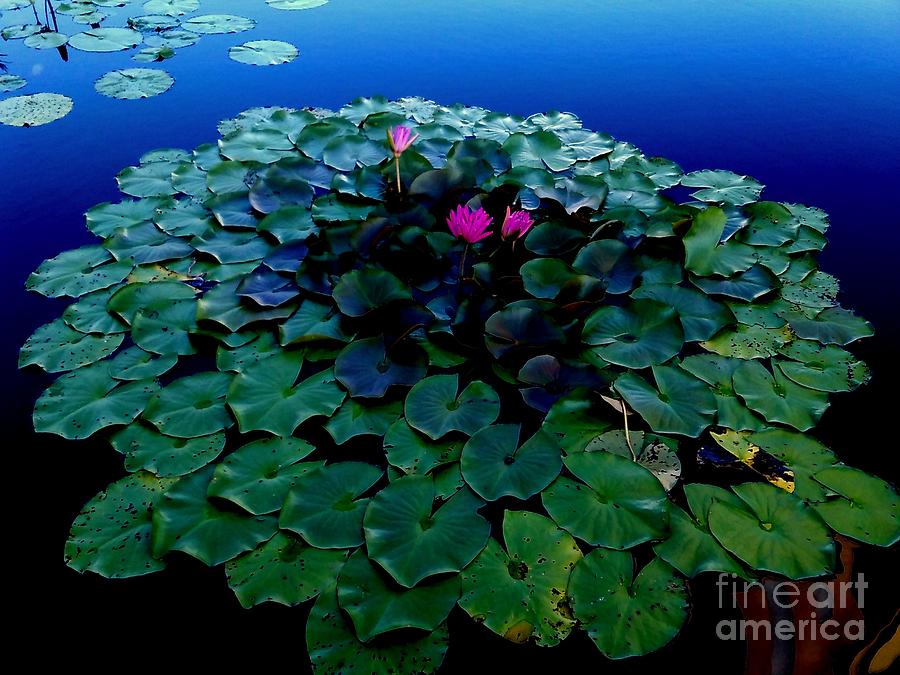 Pink Water Lillies In The Deep Blue Fountain Photograph by Michael Hoard