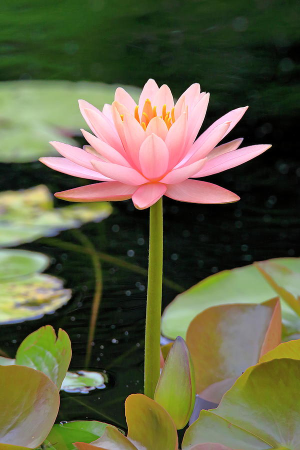 Pink Water Lily Flowers