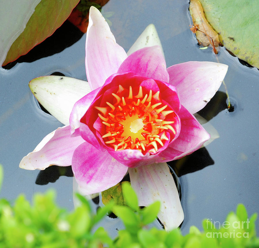 Pink Water Lilly Photograph by Richard Gibb