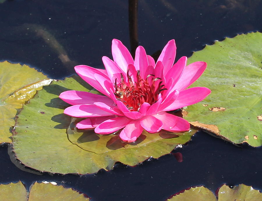 Paradise Photograph - Pink Water Lilly by Sean Allen