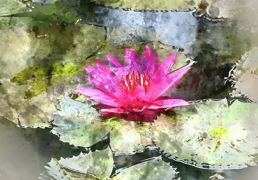 Pink Water Lilly with Digital Art Watercoloring Photograph by Brandon Bourdages