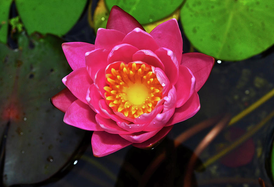 Pink Water Lily 003 Photograph by George Bostian