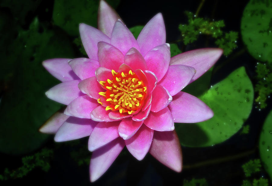 Pink Water Lily 005 Photograph by George Bostian