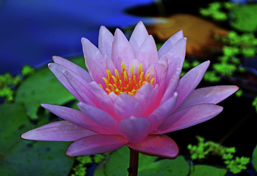 Pink Water Lily 007 Photograph by George Bostian