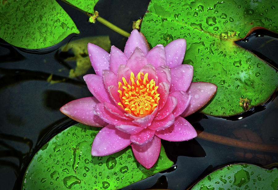 Pink Water Lily 020 Photograph by George Bostian