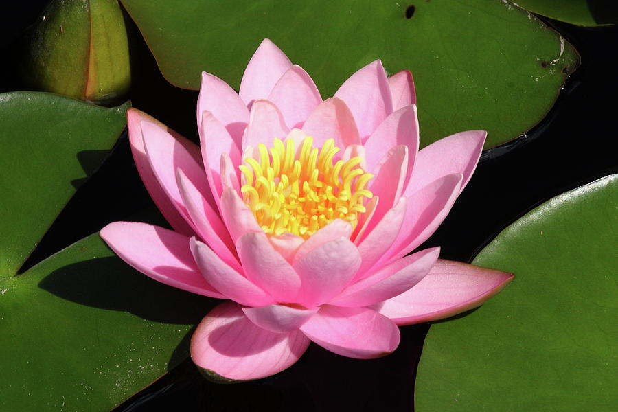 Pink Water Lily 2 Photograph by Lou Ford