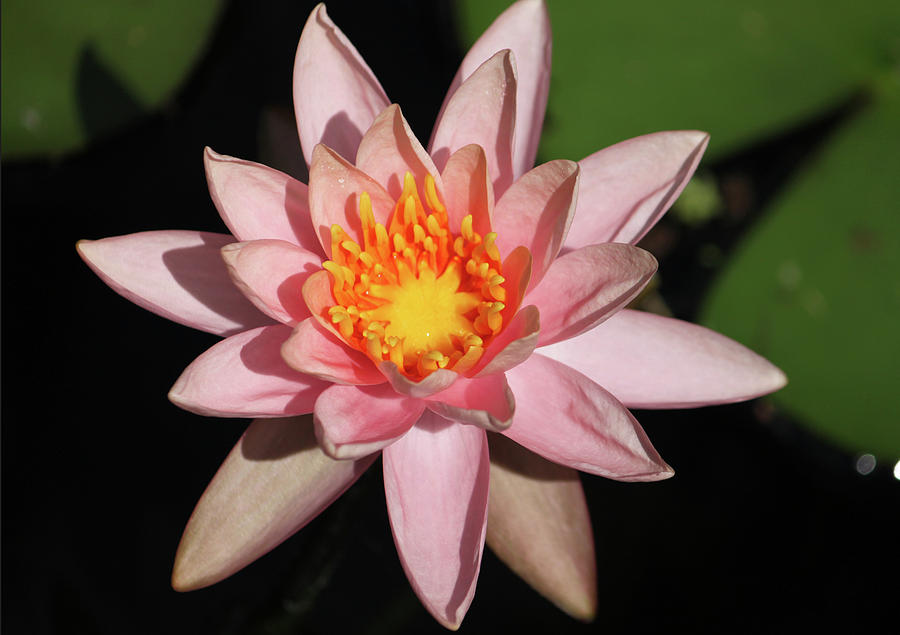 Pink Water Lily 2016 Photograph by Suzanne Gaff