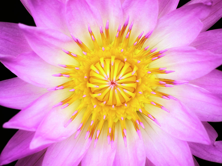 Pink Water Lily Photograph by Christopher Johnson