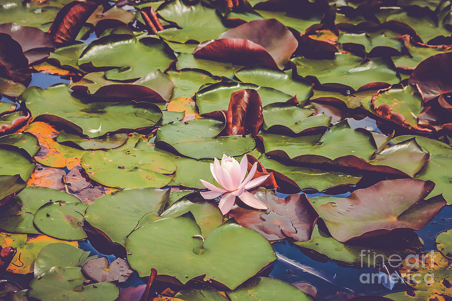 Pink water lily Photograph by Claudia M Photography