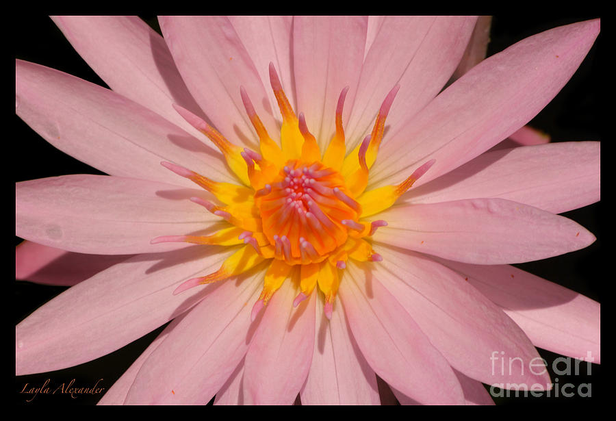 Flowers Still Life Photograph - Pink Water Lily close up by Layla Alexander