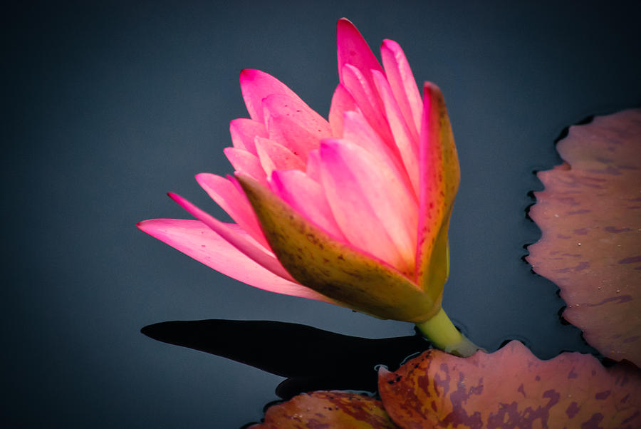 Pink Photograph - Pink Water Lily by Dana Bell