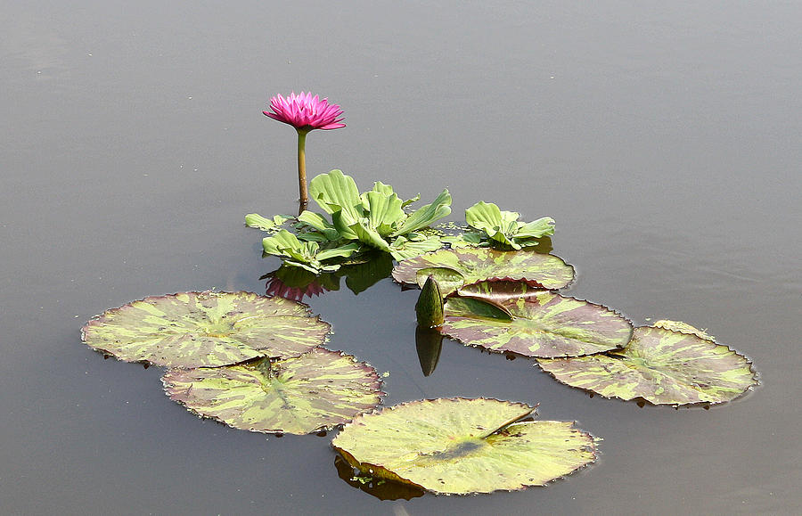 Pink Water Lily Photograph by Ellen Tully