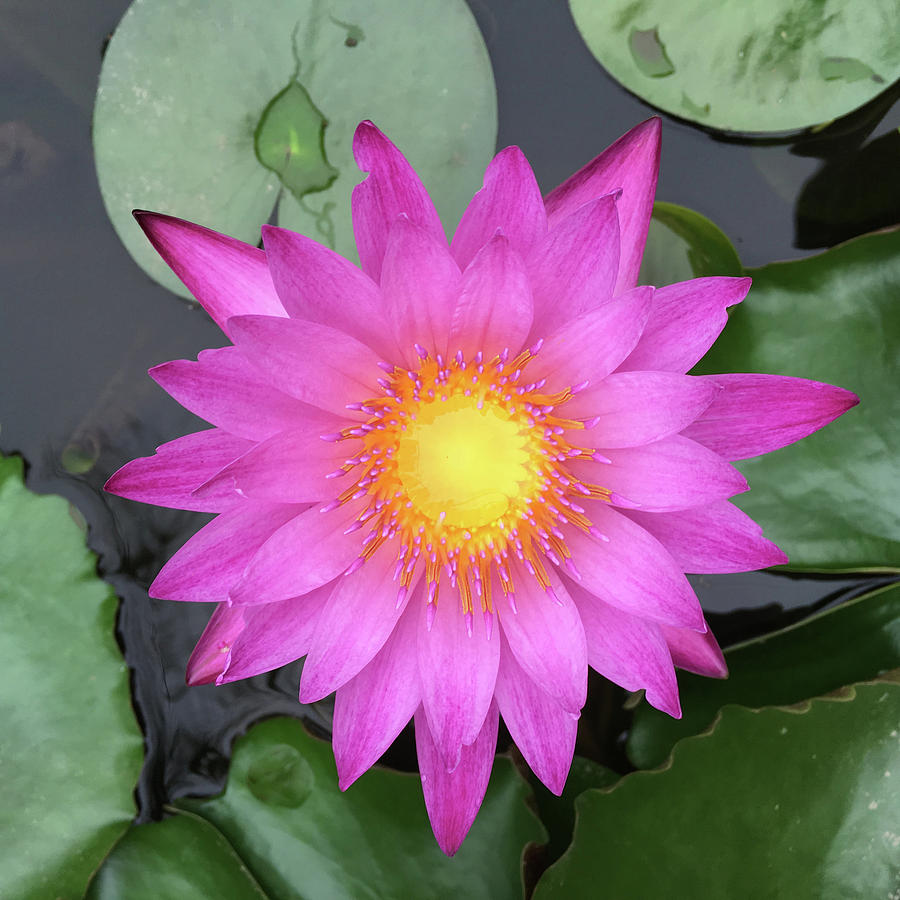 Pink Water Lily Flower Photograph by Tony Grider