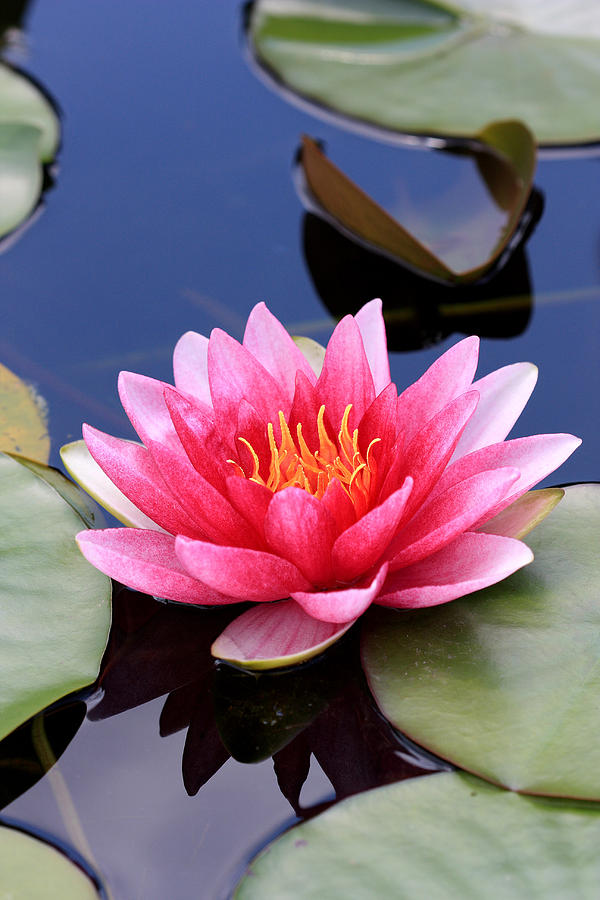 Lily Photograph - Pink water lily in a pond by Pierre Leclerc Photography