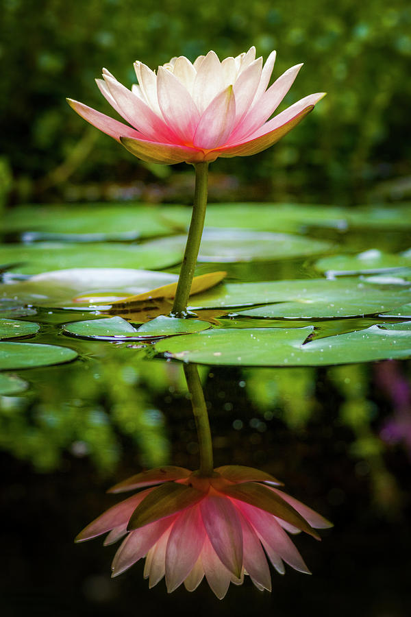 Pink Water Lily Jardin Botanico del Quindio Colombia Photograph by Adam Rainoff