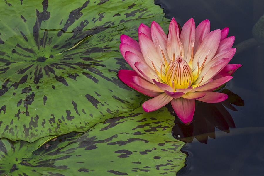 Pink Water Lily Photograph by Lindley Johnson