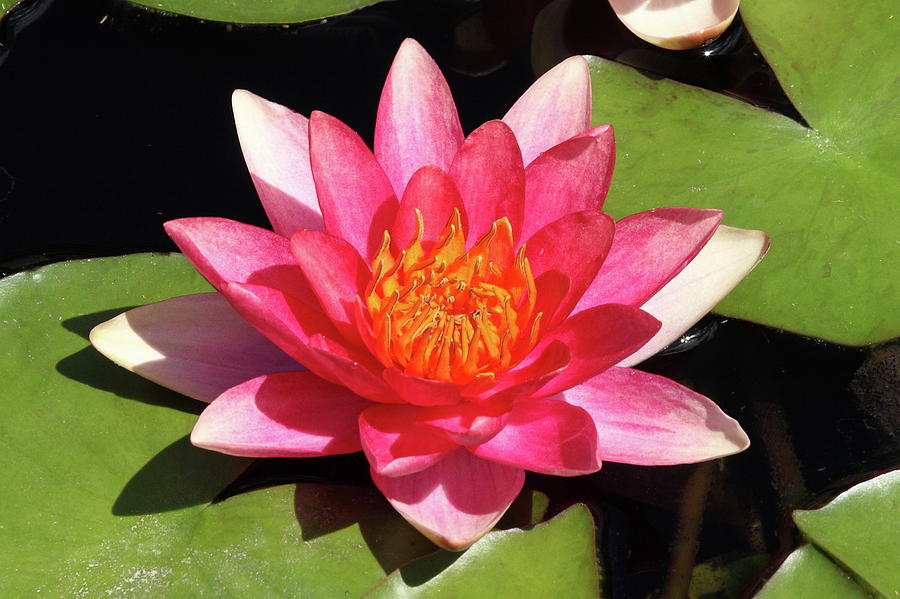 Pink Water Lily Photograph by Lou Ford