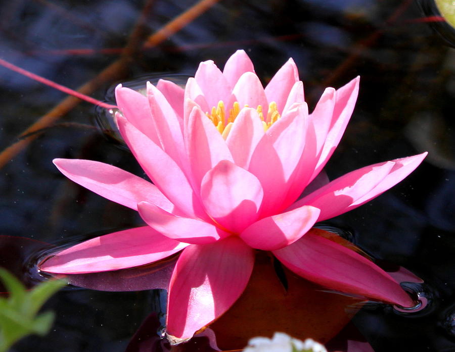 Pink Water Lily Photograph by M Diane Bonaparte