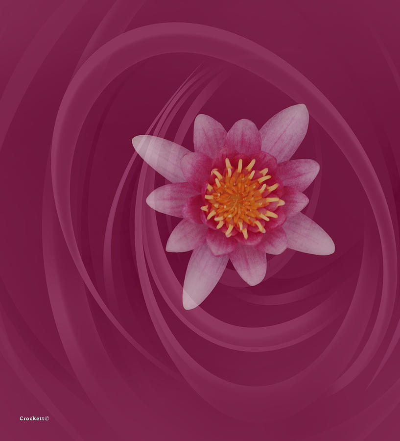 Pink Water Lily on a Pink Background Photograph by Gary Crockett - Fine