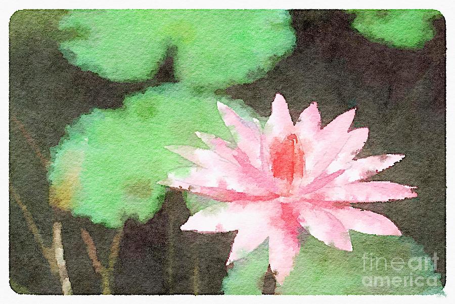 Pink Water Lily On Black Pond Photograph
