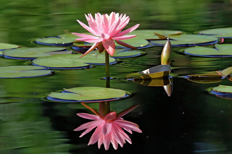 Pink Water Lily Reflection Photograph By Daniel Caracappa Fine Art America