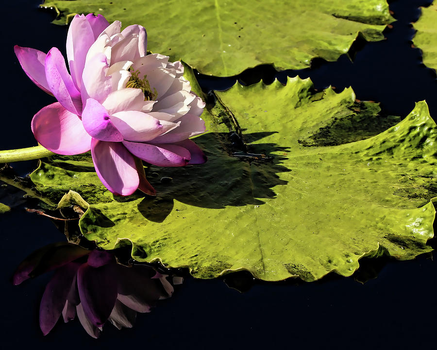 Pink Water Lily Reflection Photograph by Judy Vincent