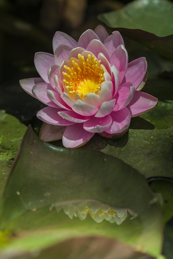 Pink Water Lily Photograph by Robert Potts