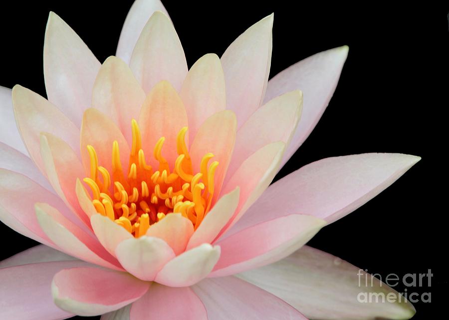 Flower Photograph - Pink Water Lily by Sabrina L Ryan