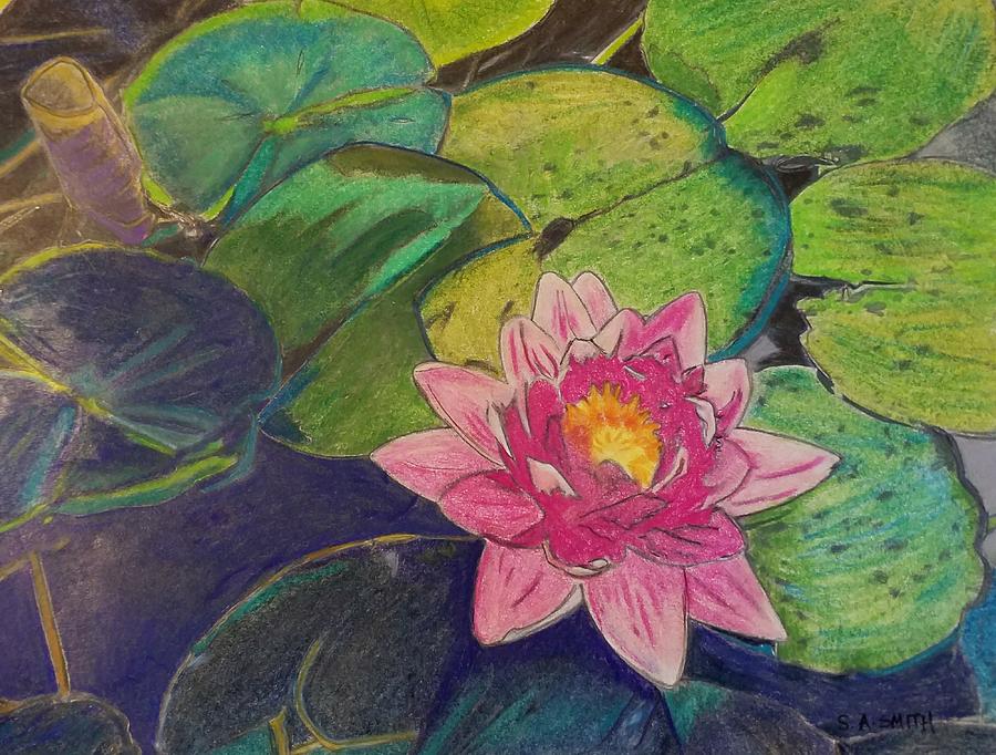 Pink Water lily Drawing by Shelley Smith - Fine Art America