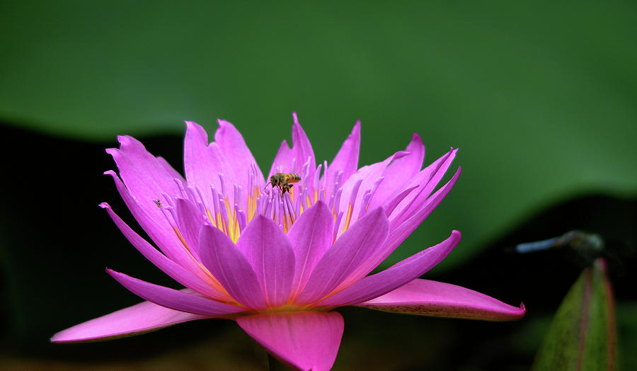 Pink Water Lily With A Small Bee Photograph