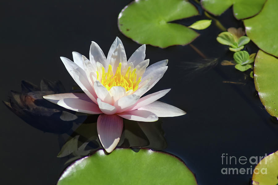 Pink water lily with Reflection in Dark Water Photograph by Susan Vineyard