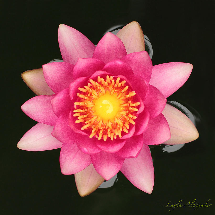 Flowers Still Life Photograph - Pink Water Lily Yellow Nectar square by Layla Alexander