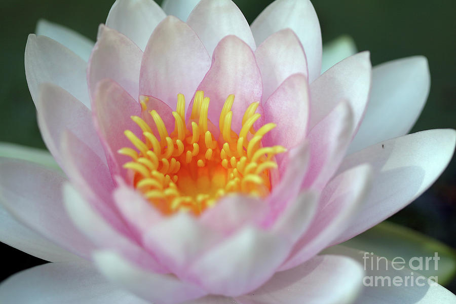 Nature Photograph - Pink Water Lily by Yosi Apteker
