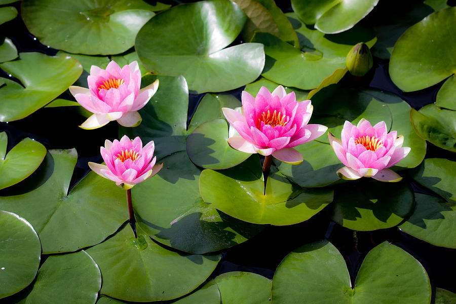 Pink Water Lily's Photograph by Paul Slebodnick