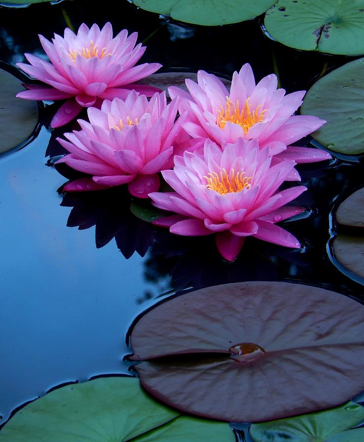 Pink Waterlilies Photograph by Sharon Williams Eng