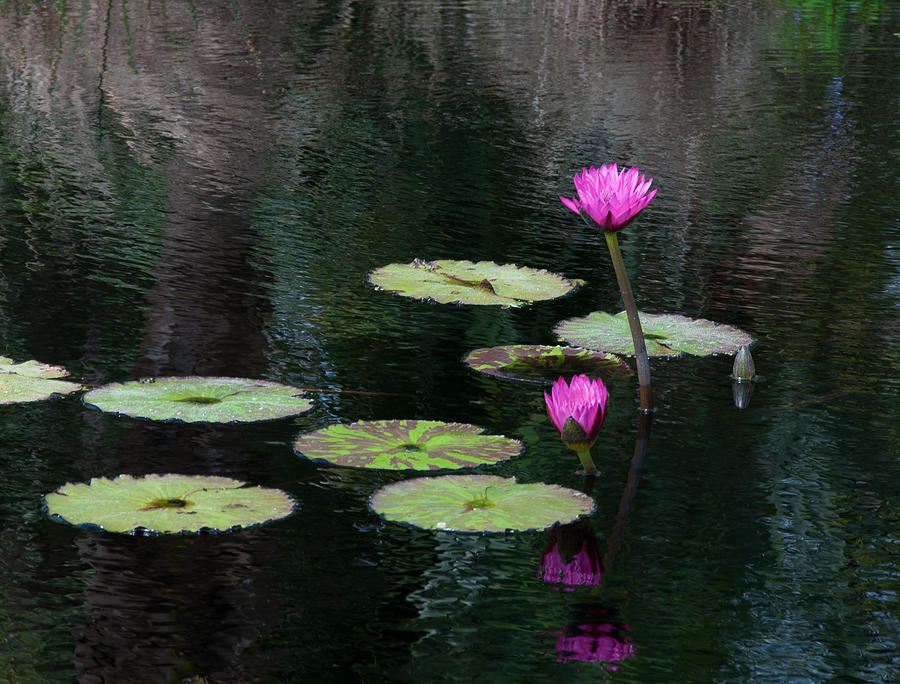 Pink waterlillies Photograph by Carolyn DAlessandro