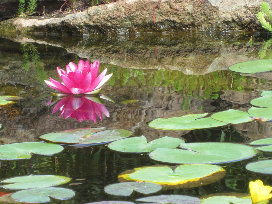 Pink Waterlilly  Photograph by Laurianna Taylor