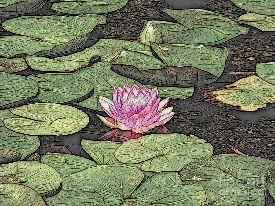 Pink Waterlily Abstract Color Sketch Effect Photograph by Rose Santuci-Sofranko