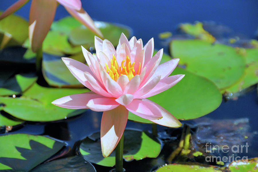 Pink Waterlily Photograph by Elaine Manley
