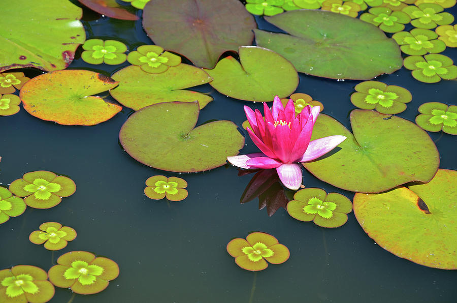Lily Photograph - Pink waterlily flower on pond by Ingrid Perlstrom