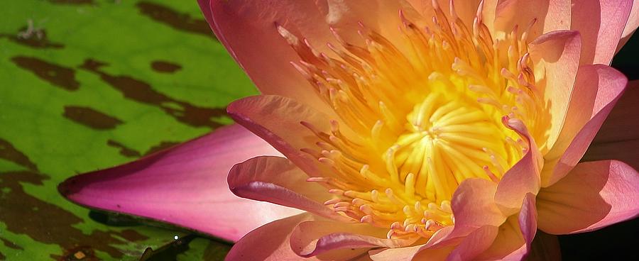 Pink Waterlily Macro Photograph by Bruce Bley