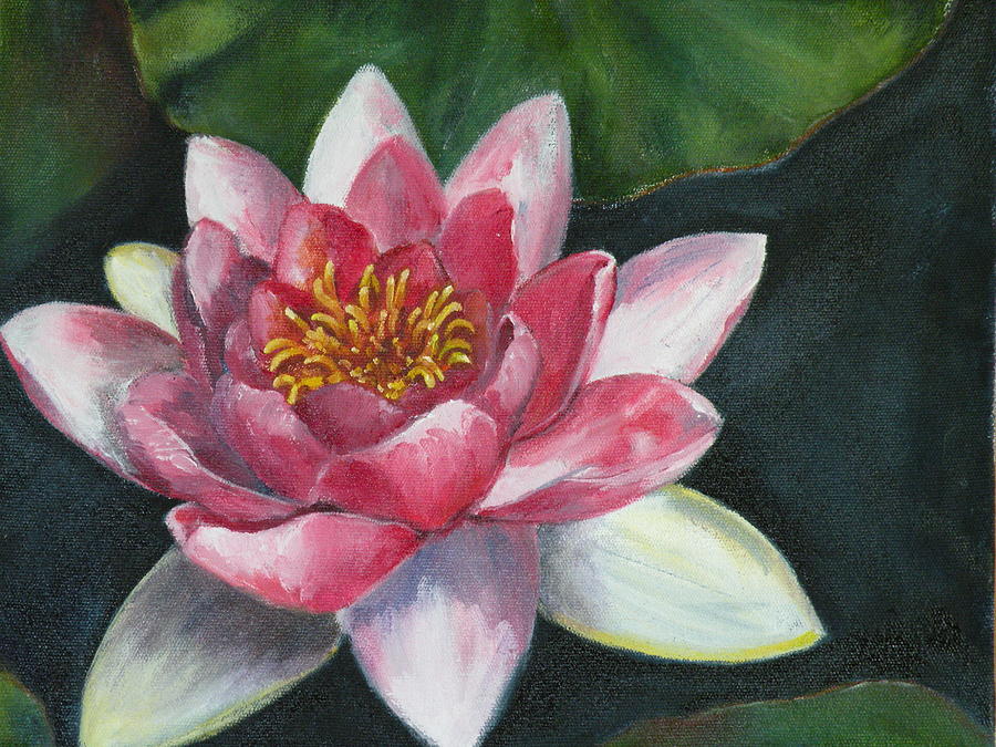 Waterlily Painting - Pink Waterlily by Stephanie Pinnoy